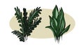 Vector Botanical banners with leaves.Monstera.Design of natural cosmetics, medical and Ayurvedic products, yoga center.Greeting ca